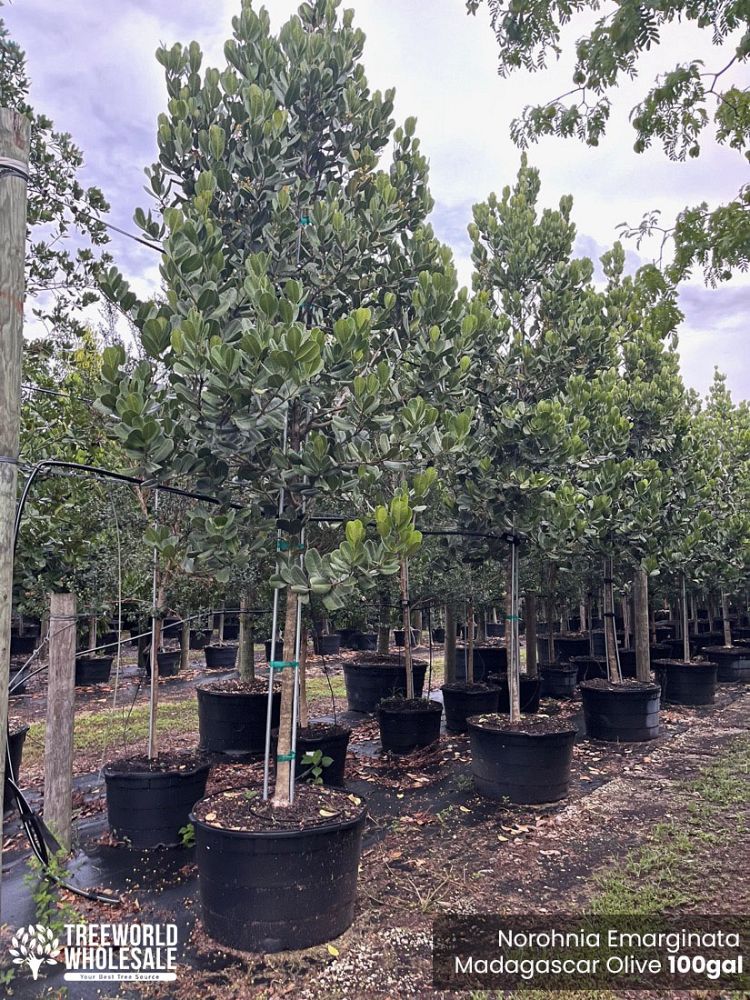 noronhia-emarginata-madagascar-olive