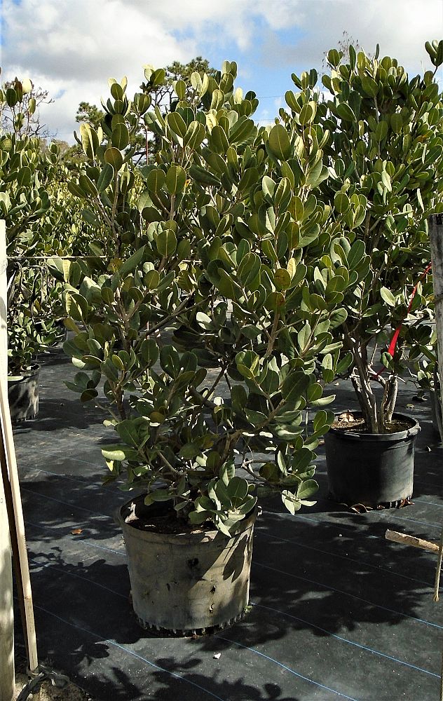 noronhia-emarginata-madagascar-olive