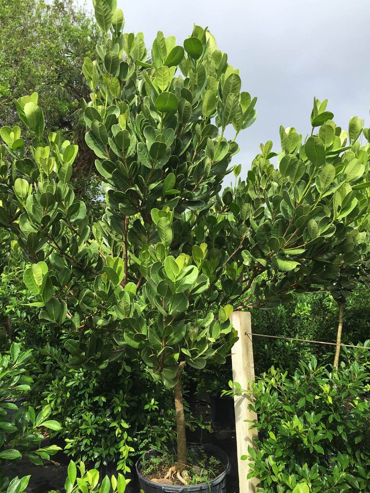 noronhia-emarginata-madagascar-olive