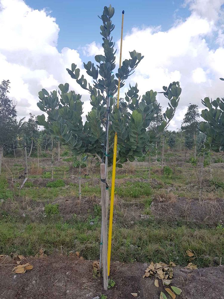 noronhia-emarginata-madagascar-olive