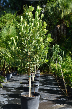 noronhia-emarginata-madagascar-olive