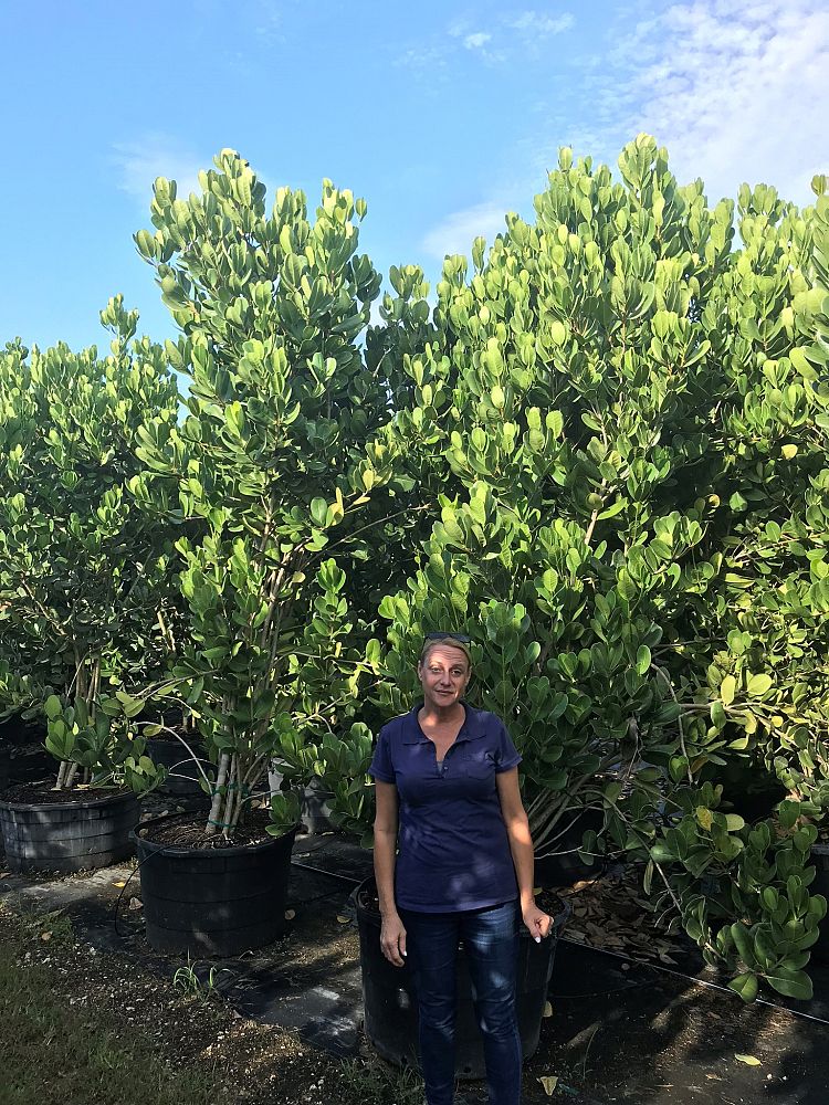 noronhia-emarginata-madagascar-olive