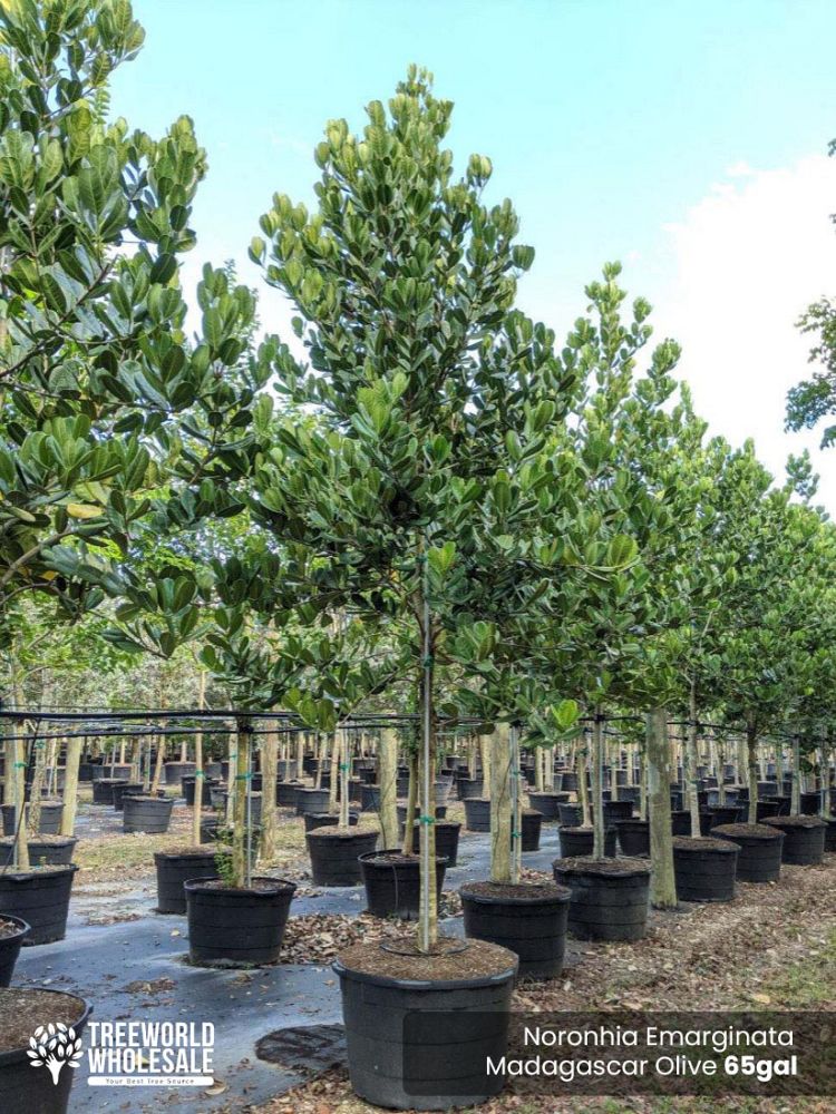 noronhia-emarginata-madagascar-olive