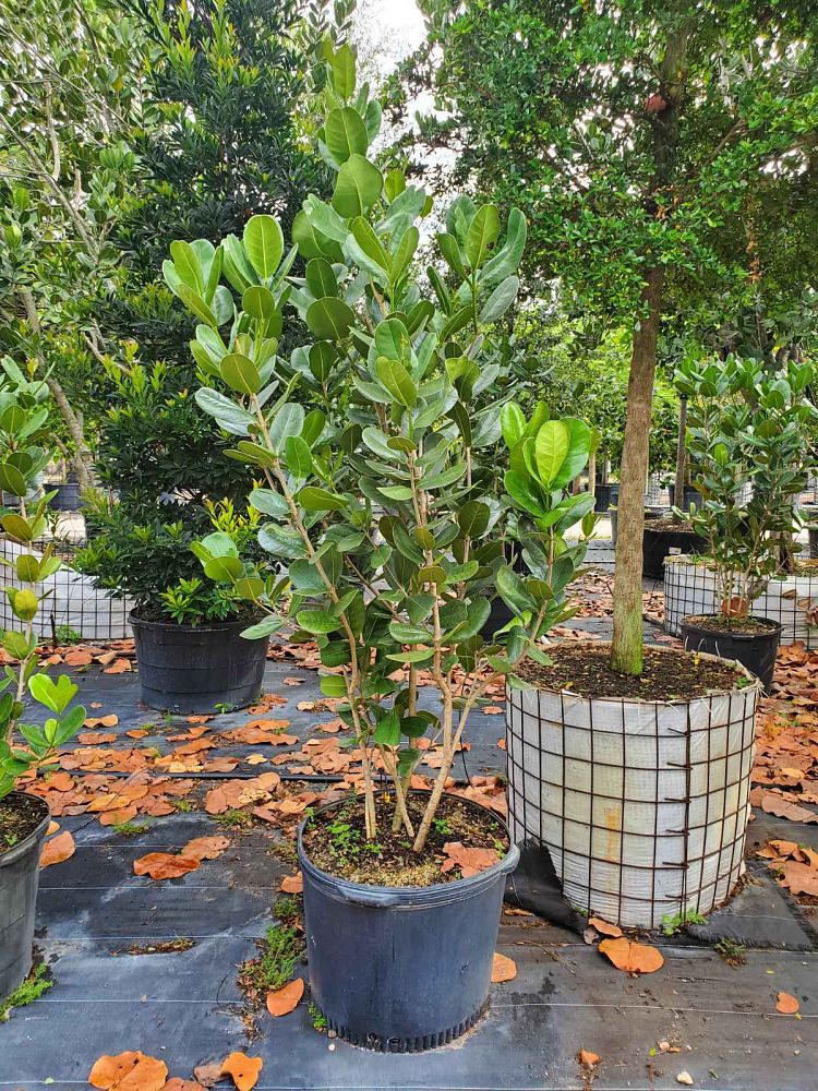 noronhia-emarginata-madagascar-olive
