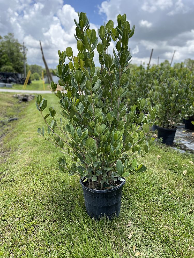 noronhia-emarginata-madagascar-olive