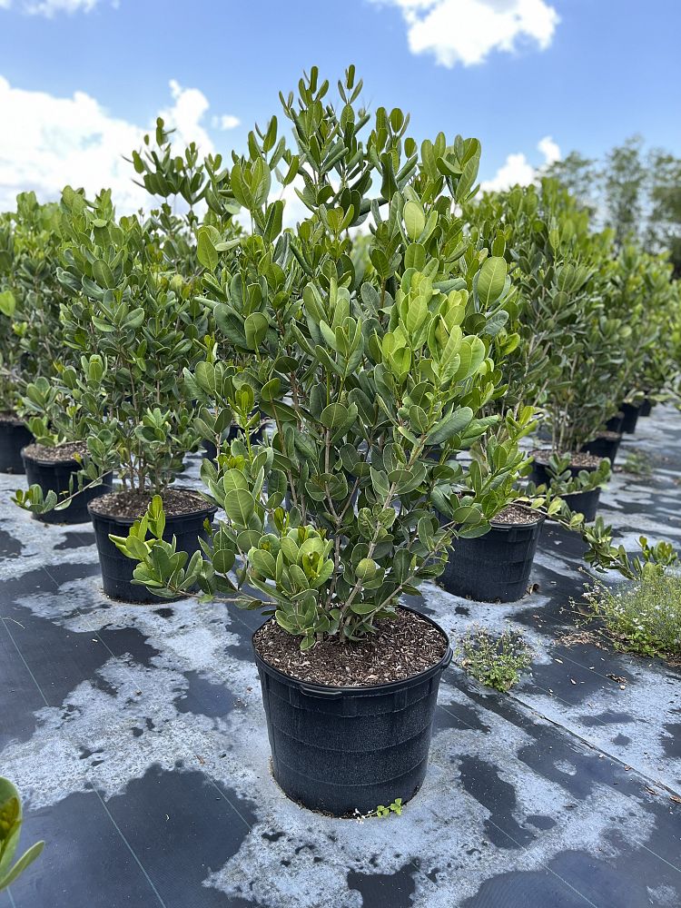 noronhia-emarginata-madagascar-olive
