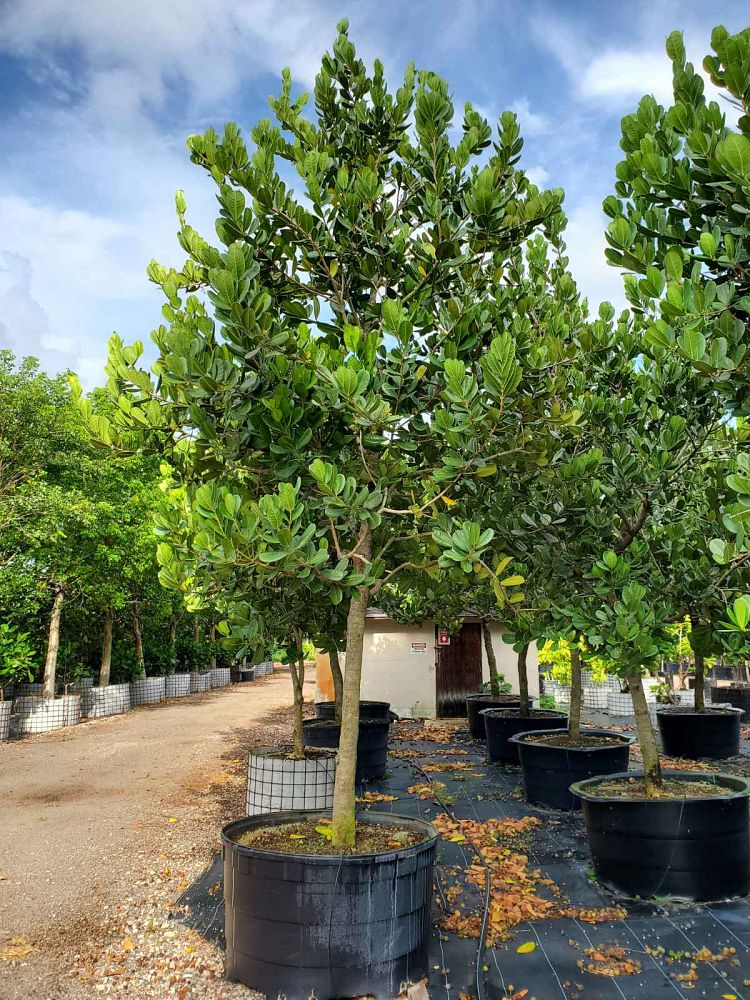 noronhia-emarginata-madagascar-olive