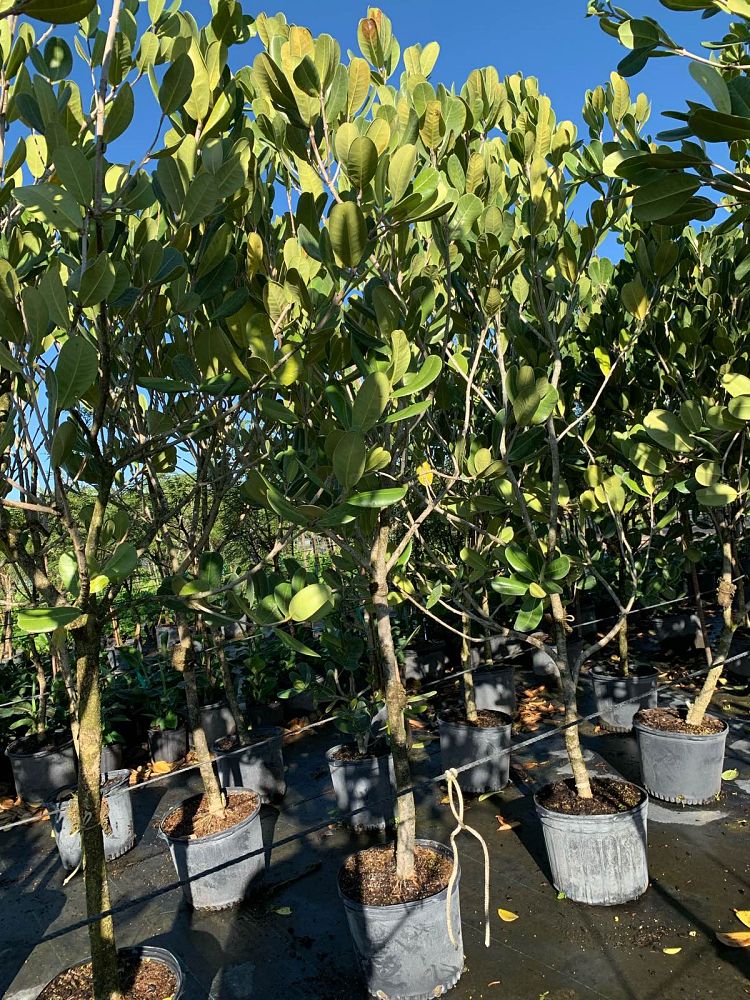 noronhia-emarginata-madagascar-olive