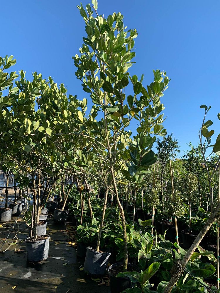 noronhia-emarginata-madagascar-olive