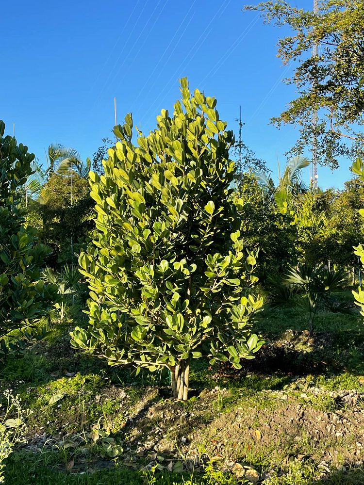 noronhia-emarginata-madagascar-olive