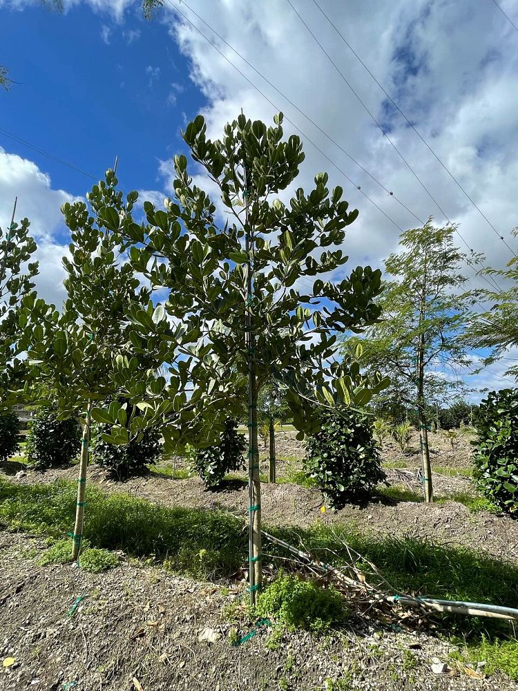 noronhia-emarginata-madagascar-olive