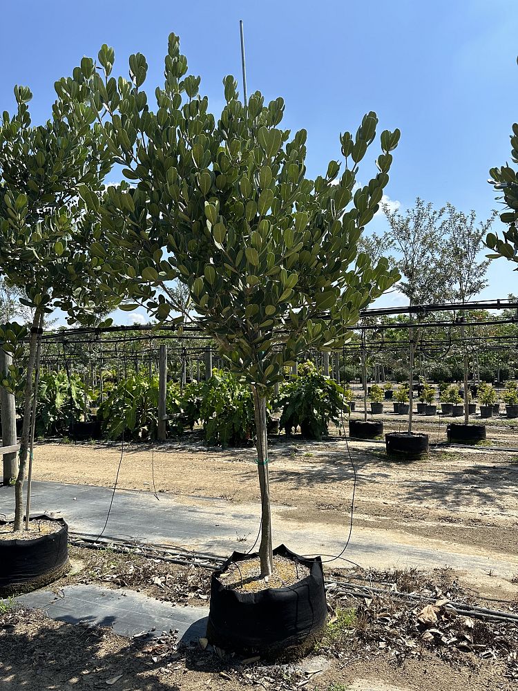 noronhia-emarginata-madagascar-olive