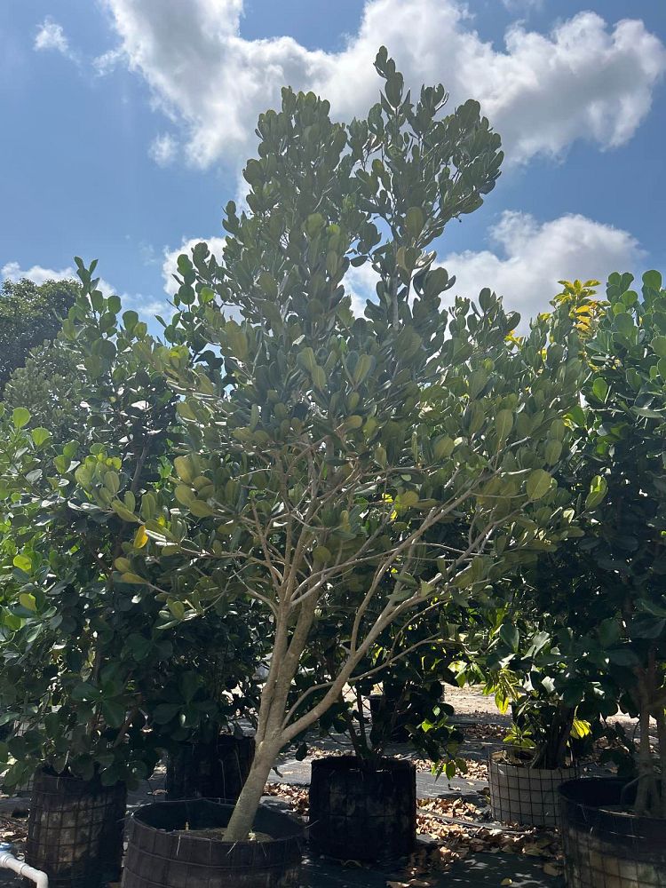 noronhia-emarginata-madagascar-olive