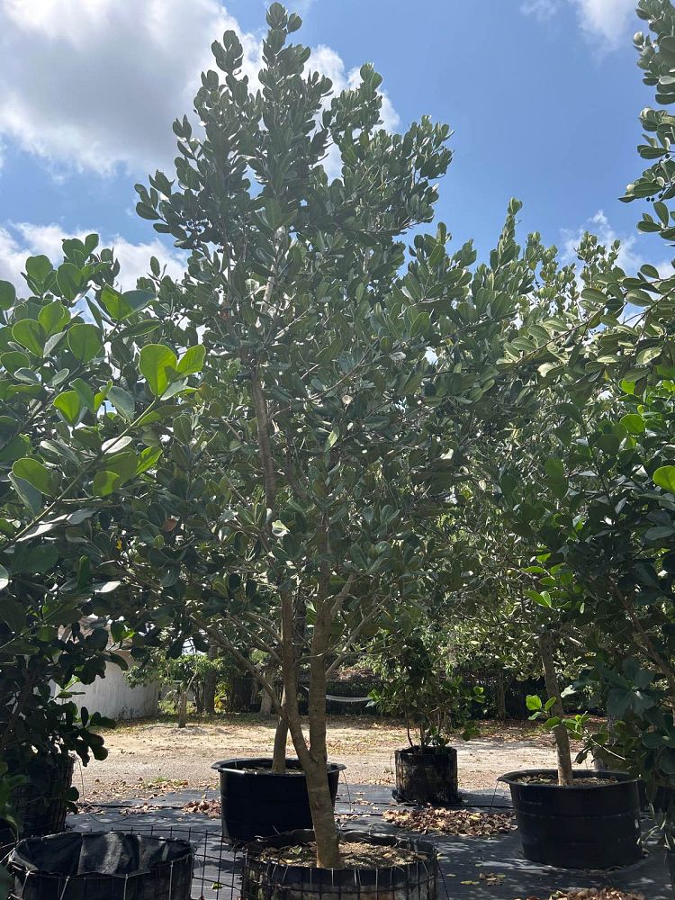 noronhia-emarginata-madagascar-olive