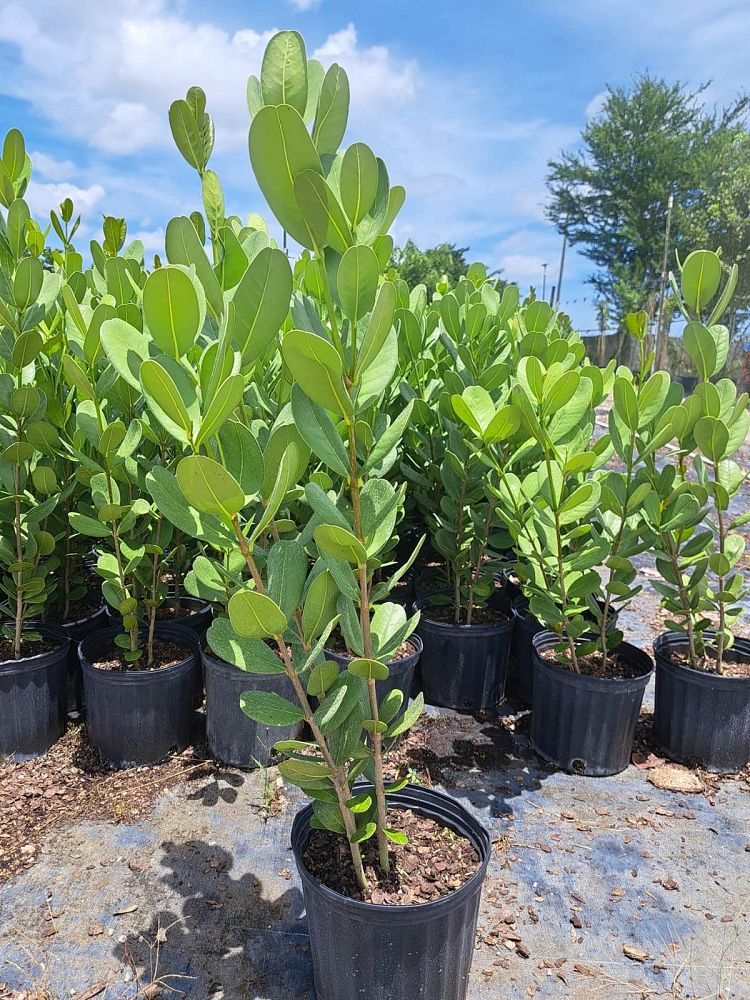 noronhia-emarginata-madagascar-olive