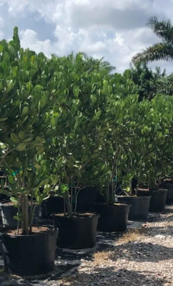 noronhia-emarginata-madagascar-olive