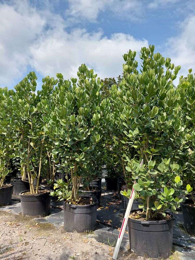 noronhia-emarginata-madagascar-olive