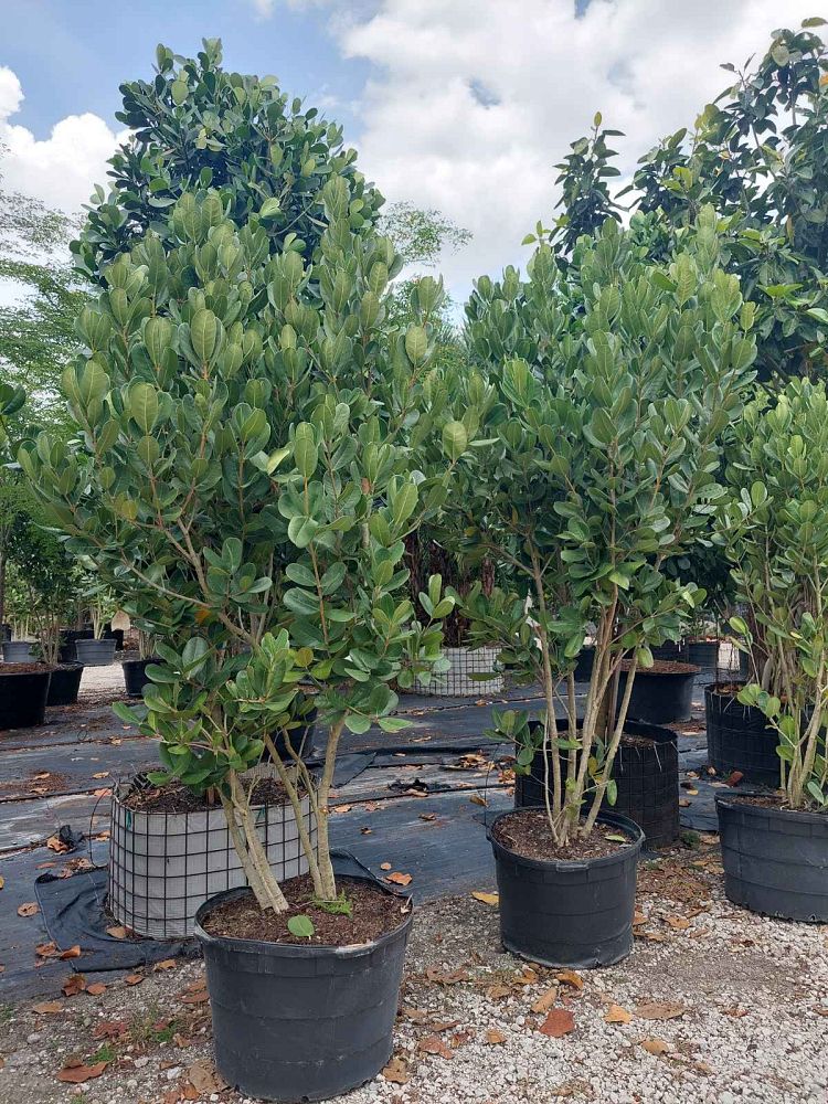 noronhia-emarginata-madagascar-olive