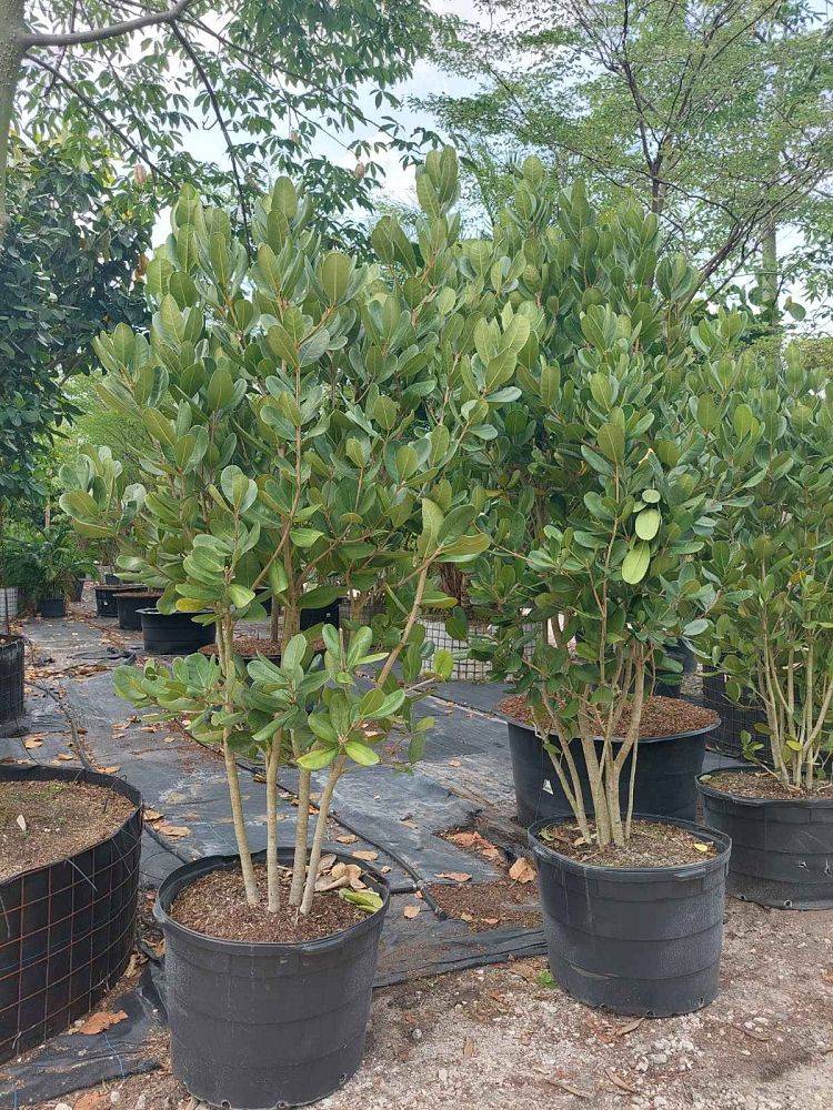 noronhia-emarginata-madagascar-olive