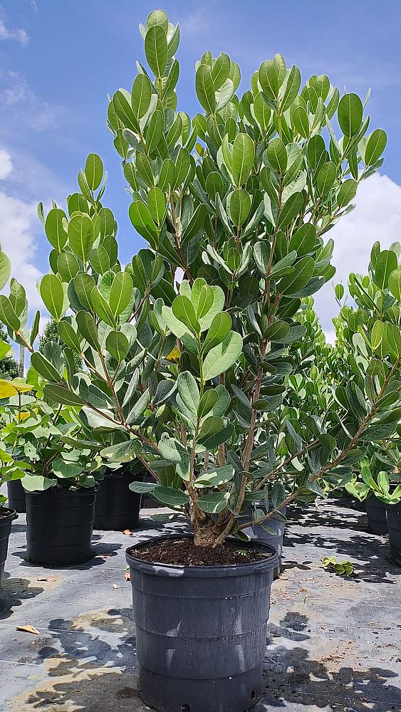 noronhia-emarginata-madagascar-olive