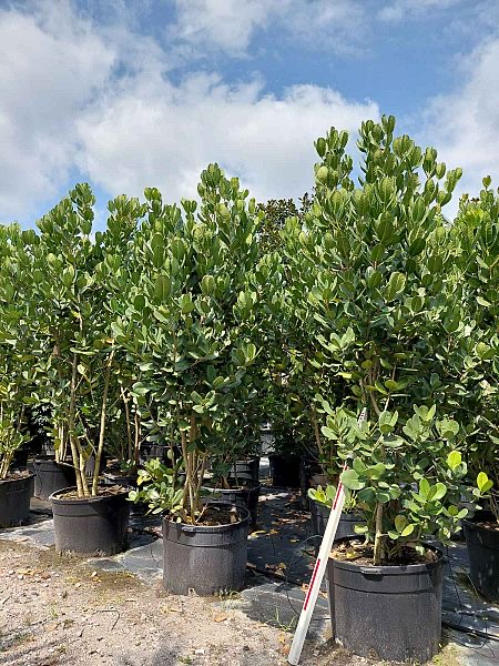 noronhia-emarginata-madagascar-olive