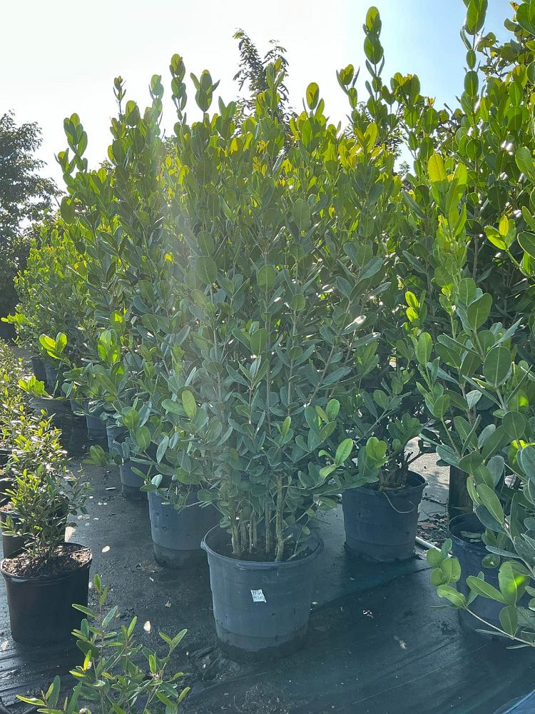 noronhia-emarginata-madagascar-olive