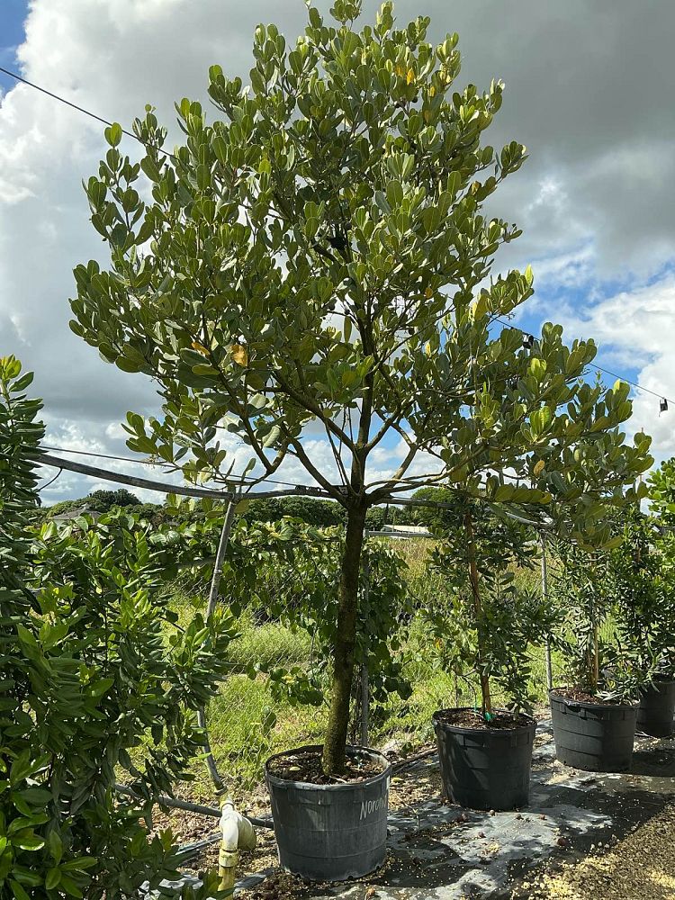 noronhia-emarginata-madagascar-olive