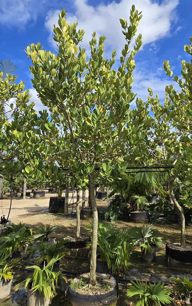 noronhia-emarginata-madagascar-olive