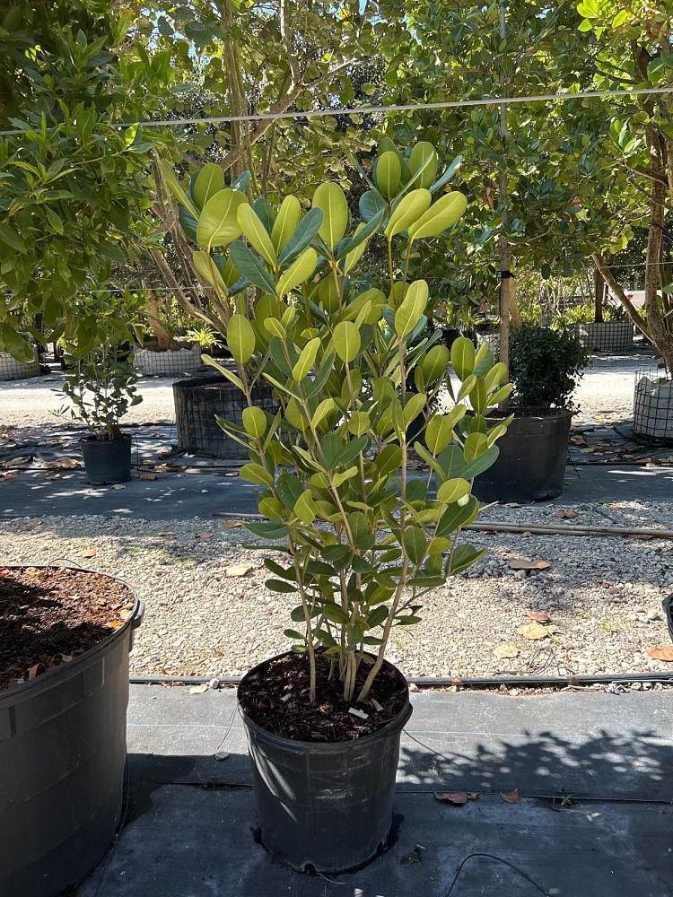 noronhia-emarginata-madagascar-olive