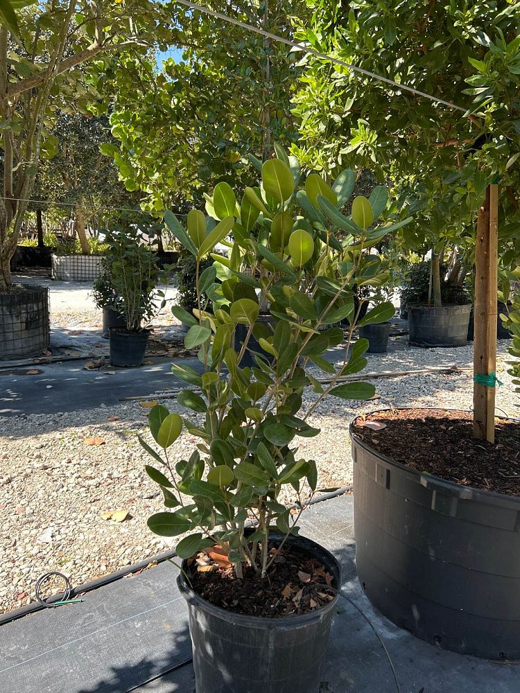 noronhia-emarginata-madagascar-olive