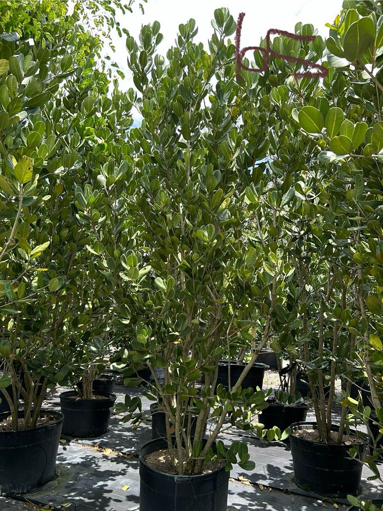 noronhia-emarginata-madagascar-olive