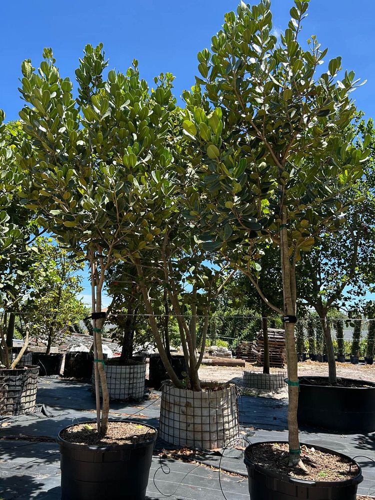 noronhia-emarginata-madagascar-olive