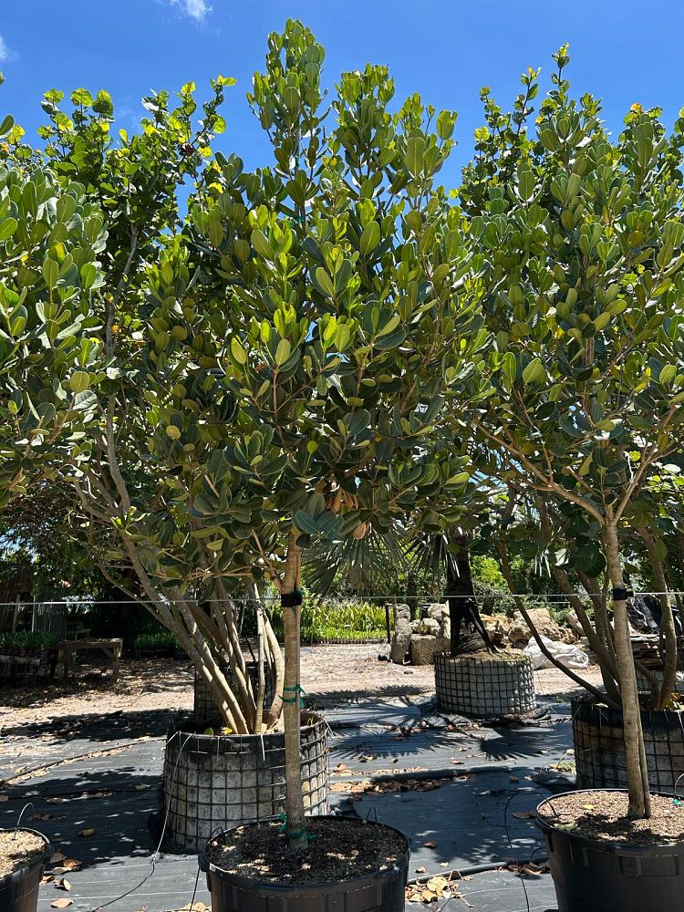noronhia-emarginata-madagascar-olive