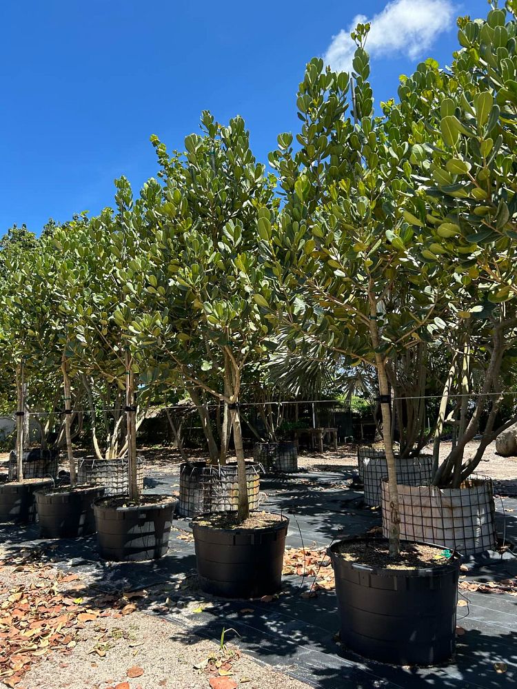 noronhia-emarginata-madagascar-olive