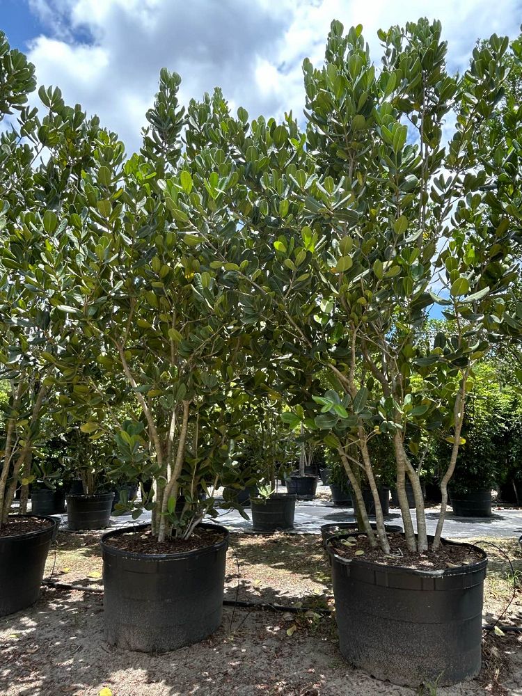 noronhia-emarginata-madagascar-olive