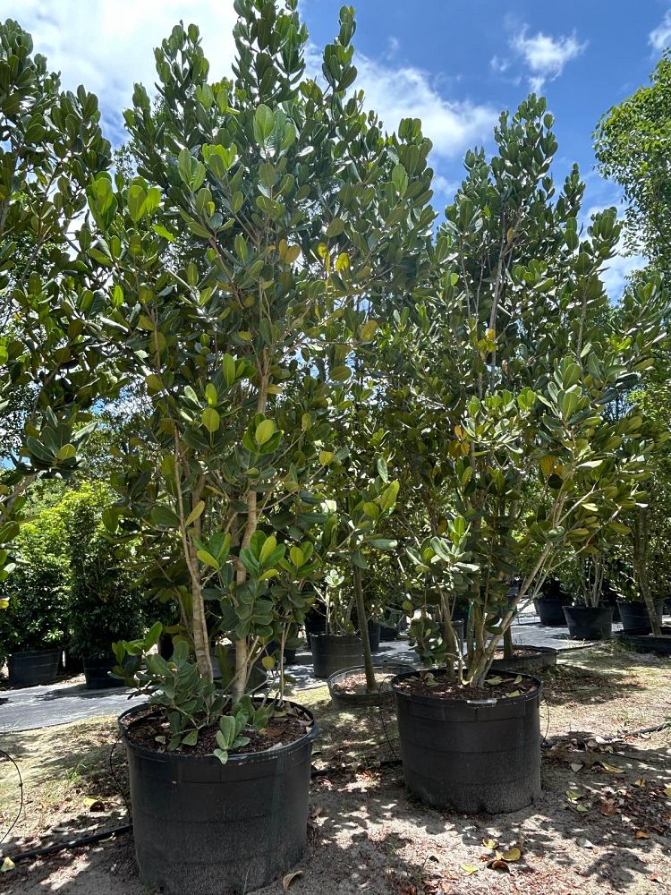 noronhia-emarginata-madagascar-olive