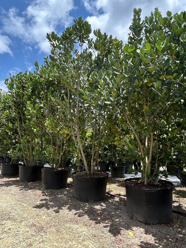 noronhia-emarginata-madagascar-olive