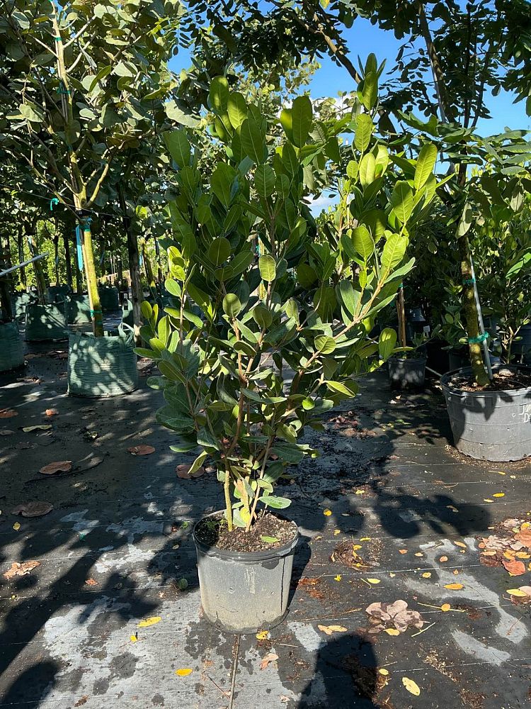 noronhia-emarginata-madagascar-olive
