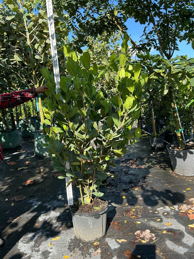 noronhia-emarginata-madagascar-olive