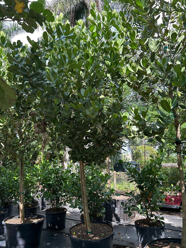 noronhia-emarginata-madagascar-olive