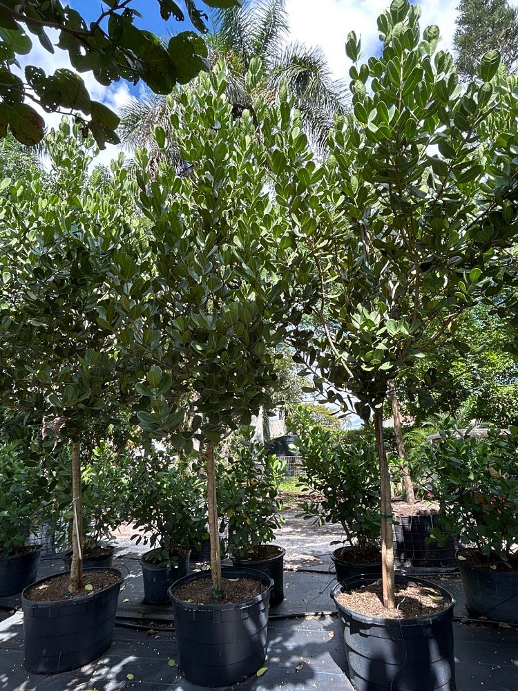 noronhia-emarginata-madagascar-olive