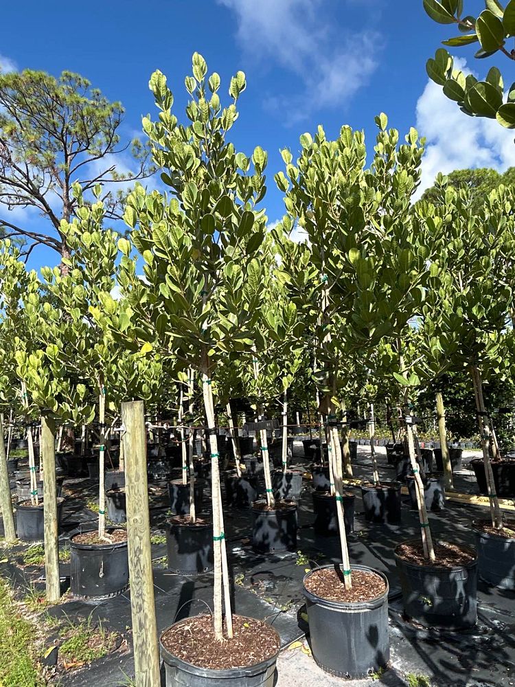 noronhia-emarginata-madagascar-olive