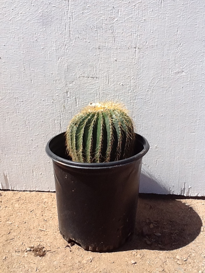 notocactus-leninghausii-golden-ball-cactus