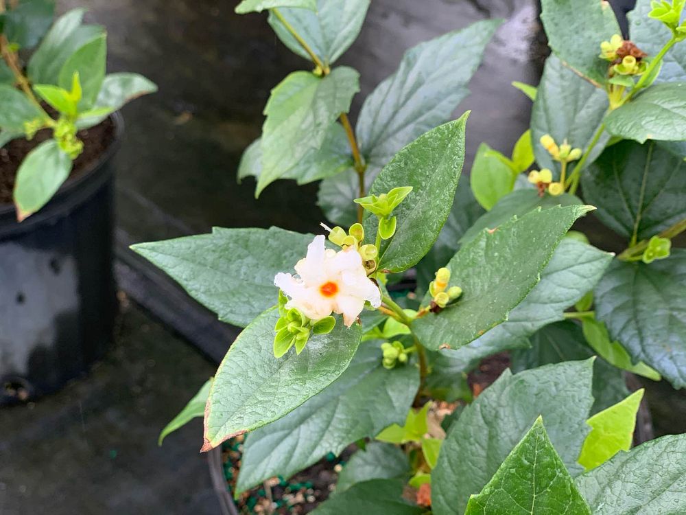 nyctanthes-arbor-tristis