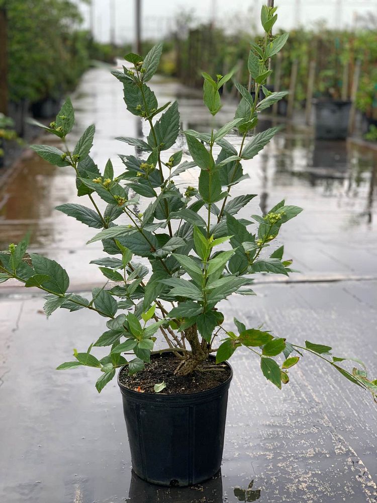 nyctanthes-arbor-tristis