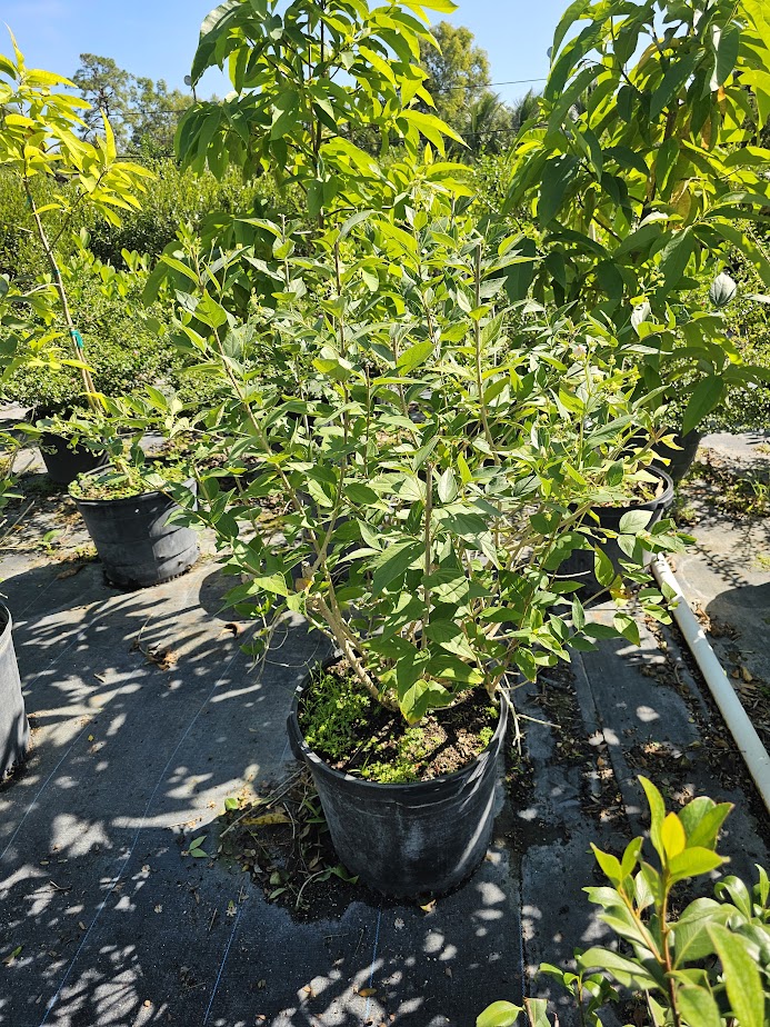 nyctanthes-arbor-tristis