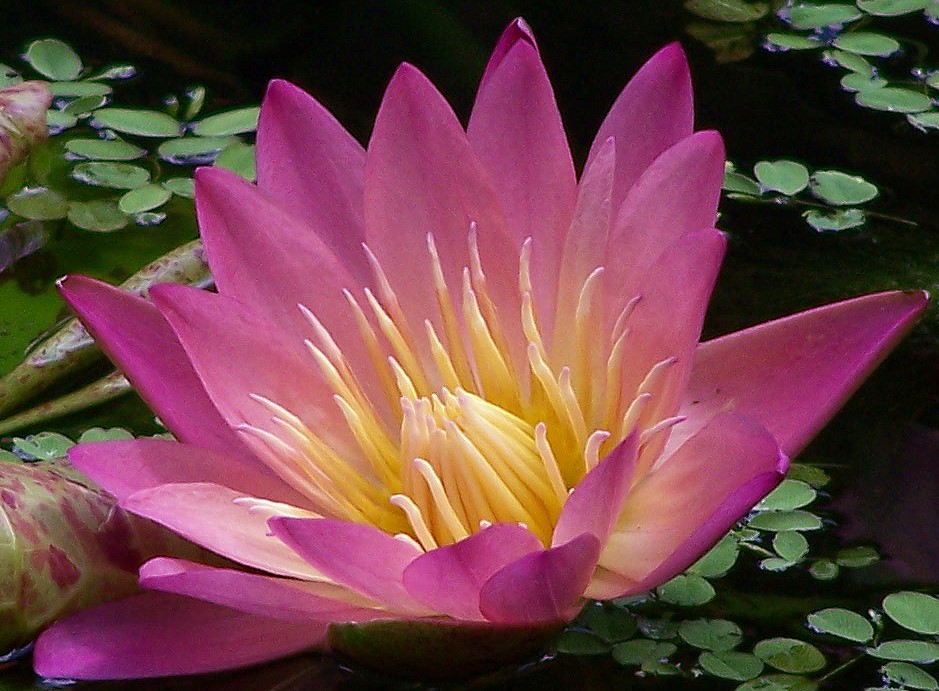 nymphaea-albert-greenberg-waterlily-tropical-day-blooming-water-lily