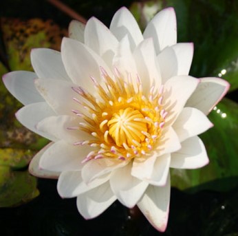 nymphaea-innocence-waterlily-tropical-day-blooming-water-lily