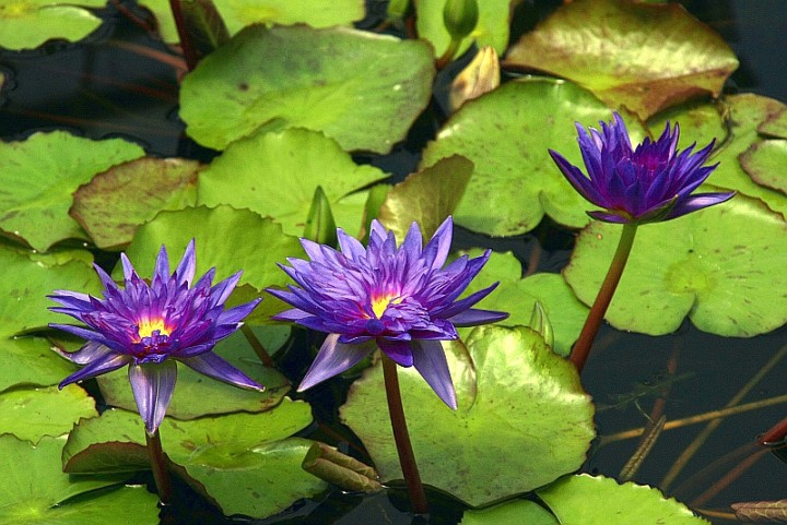 nymphaea-king-of-siam-waterlily-tropical-day-blooming-water-lily