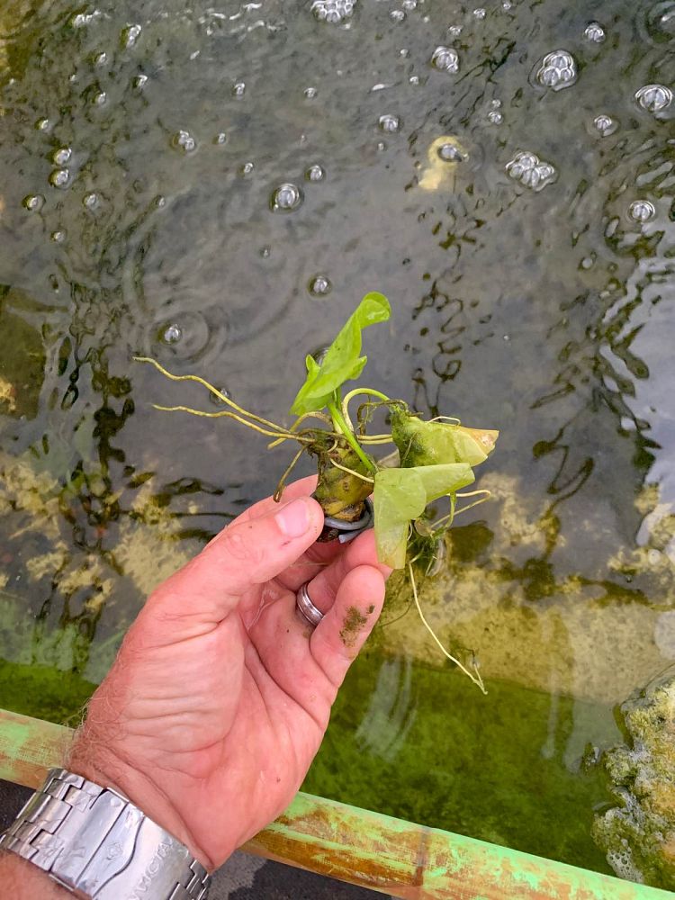 nymphaea-odorata-fragrant-waterlily